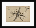 Mosquito by Jan Swammerdam