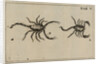 Scorpions by Jan Swammerdam