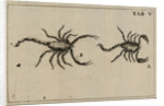 Scorpions by Jan Swammerdam