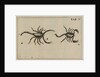 Scorpions by Jan Swammerdam