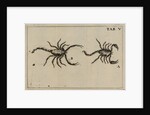 Scorpions by Jan Swammerdam