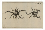 Scorpions by Jan Swammerdam