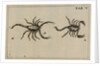 Scorpions by Jan Swammerdam