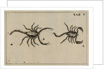 Scorpions by Jan Swammerdam