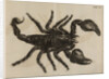 Scorpion by Jan Swammerdam