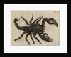 Scorpion by Jan Swammerdam