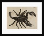 Scorpion by Jan Swammerdam