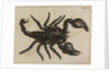 Scorpion by Jan Swammerdam