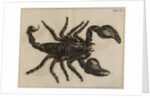 Scorpion by Jan Swammerdam