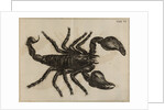 Scorpion by Jan Swammerdam