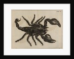 Scorpion by Jan Swammerdam