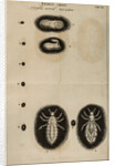 Life cycle of a louse by Jan Swammerdam