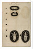 Life cycle of a louse by Jan Swammerdam
