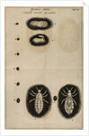 Life cycle of a louse by Jan Swammerdam