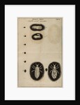 Life cycle of a louse by Jan Swammerdam