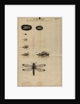 Life cycle of a dragonfly by Jan Swammerdam