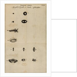 Life cycle of a butterfly by Jan Swammerdam