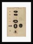 Life cycle of a fly by Jan Swammerdam