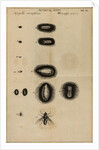 Life cycle of a fly by Jan Swammerdam