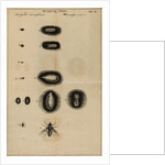 Life cycle of a fly by Jan Swammerdam