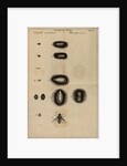 Life cycle of a fly by Jan Swammerdam
