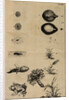 Life cycle of a frog and a plant by Jan Swammerdam