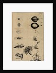 Life cycle of a frog and a plant by Jan Swammerdam