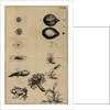 Life cycle of a frog and a plant by Jan Swammerdam