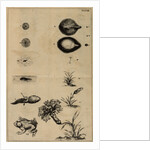 Life cycle of a frog and a plant by Jan Swammerdam