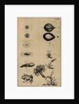 Life cycle of a frog and a plant by Jan Swammerdam