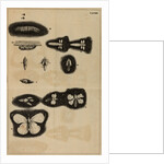 Life cycle of a moth by Jan Swammerdam