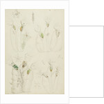 Collotheca rotifers by Charles Thomas Hudson