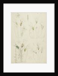 Collotheca rotifers by Charles Thomas Hudson