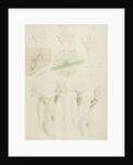 Collotheca rotifers by Charles Thomas Hudson