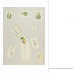 Rotifera by Charles Thomas Hudson