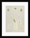 Rotifera by Charles Thomas Hudson