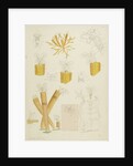 Floscularia rotifers by Charles Thomas Hudson