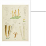 Límnias rotifers by Charles Thomas Hudson