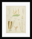 Límnias rotifers by Charles Thomas Hudson