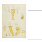 Ptygura rotifers by Charles Thomas Hudson