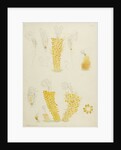 Ptygura rotifers by Charles Thomas Hudson
