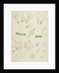 Rotifer by Charles Thomas Hudson