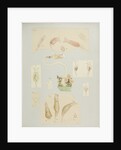 Philodína rotifers by Charles Thomas Hudson