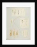 Rotifer by Charles Thomas Hudson