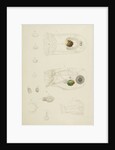 Rotifer by Charles Thomas Hudson