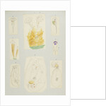 Rotifer by Charles Thomas Hudson