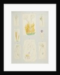 Rotifer by Charles Thomas Hudson