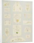 Rotifer by Charles Thomas Hudson