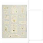 Rotifer by Charles Thomas Hudson