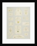 Rotifer by Charles Thomas Hudson